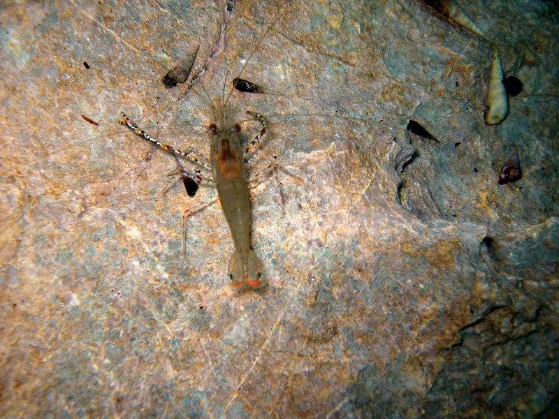 Bilder aus dem Barracuda Lake